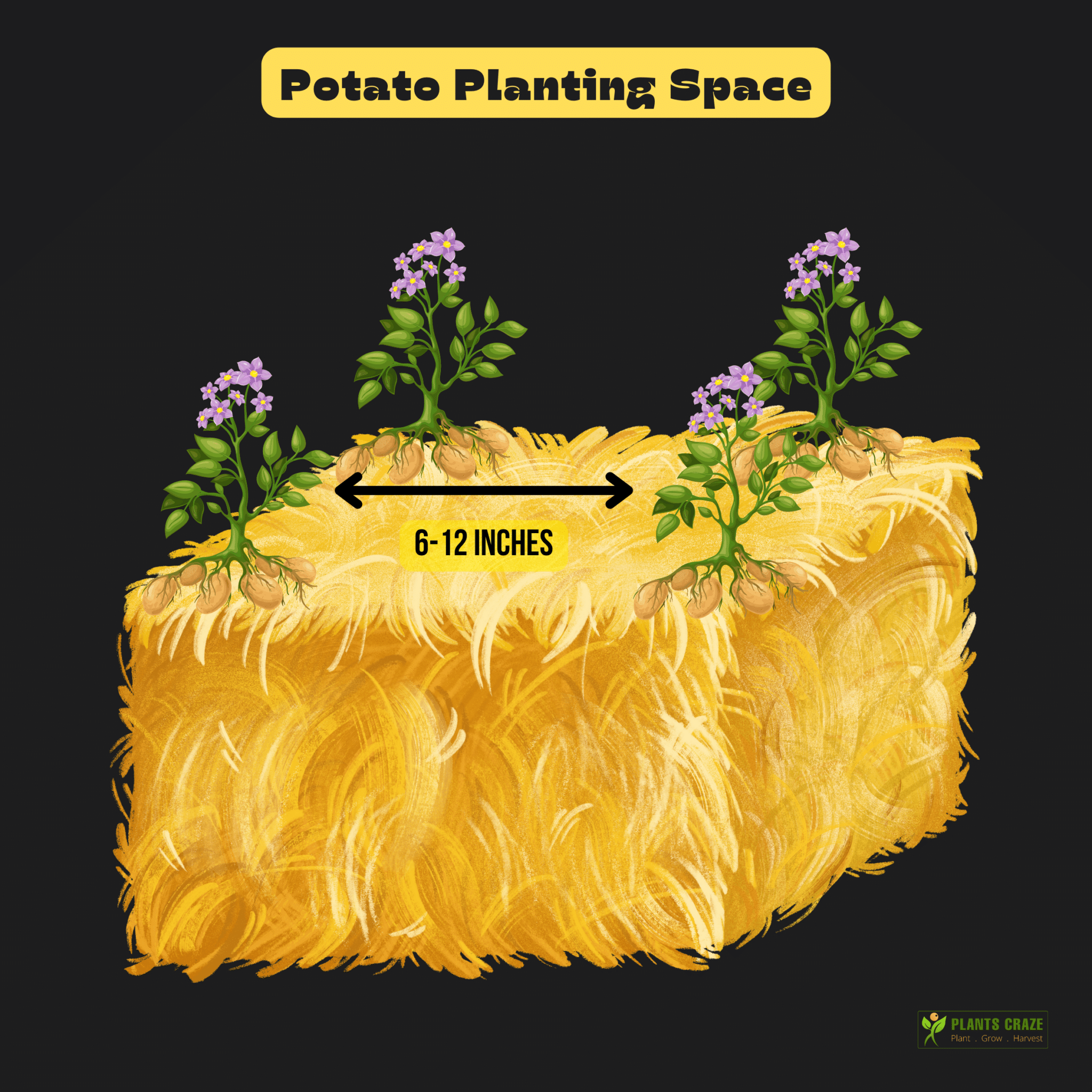 Image illustrates the planting space between the Potato plants in Hay Bales