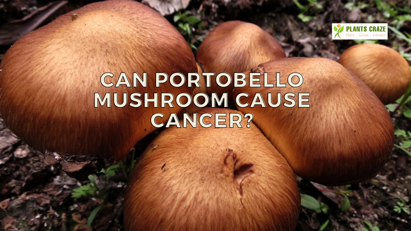Does Portobello Mushroom Cause Cancer [Gourmet To Grave!?]
