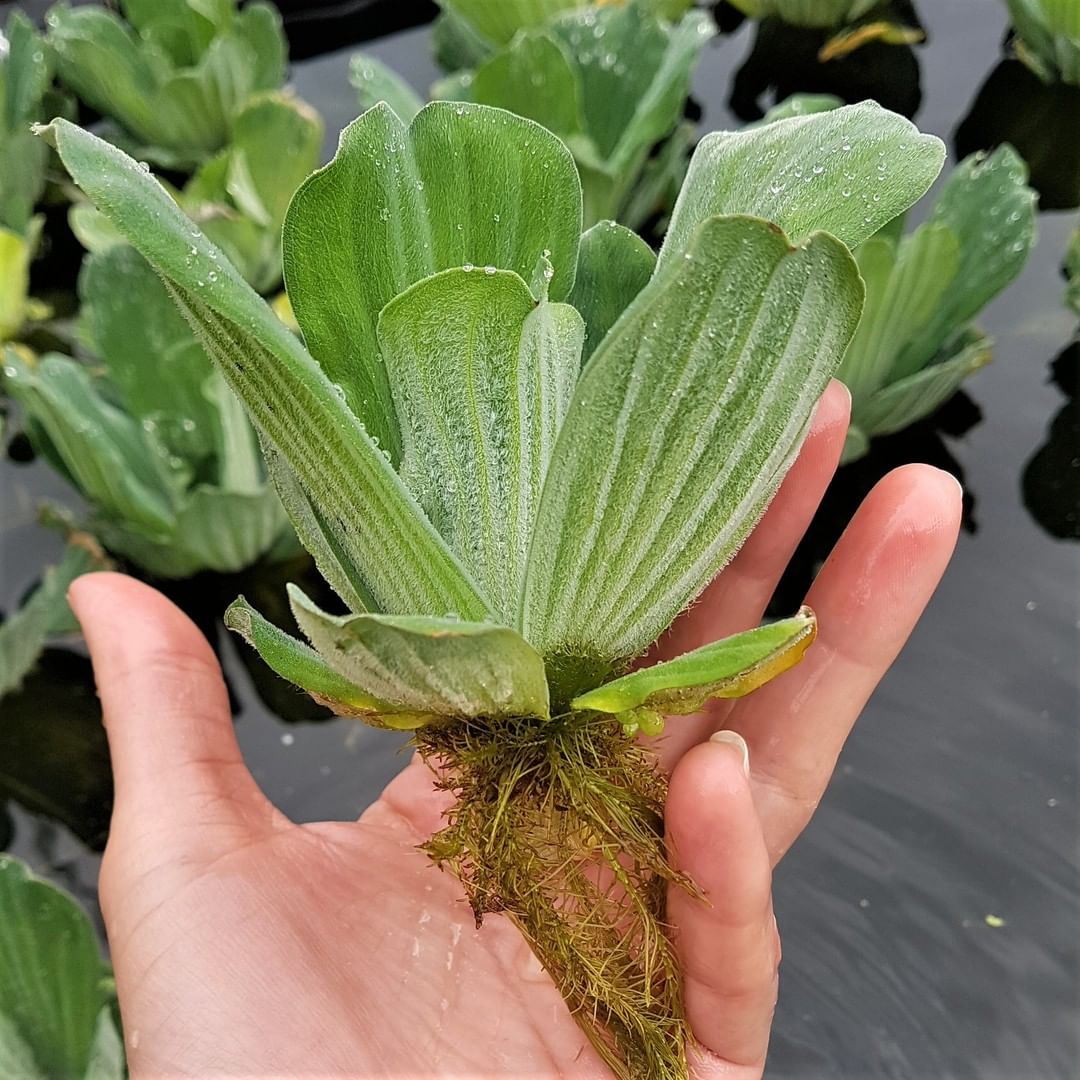 Floating roots of Water Lettuce