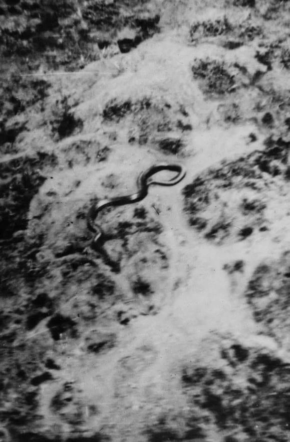 Is Congo Snake Tree Real? Has Burst To Query!