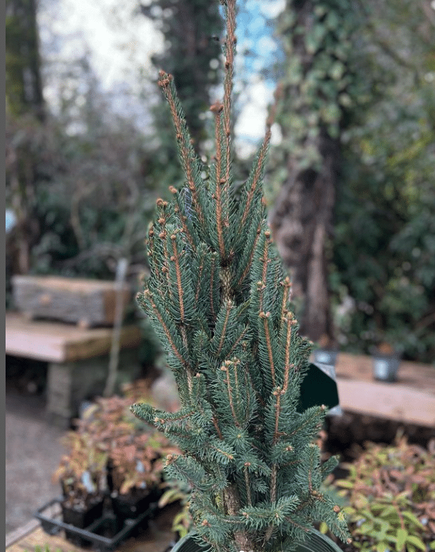 A young spruce tree.