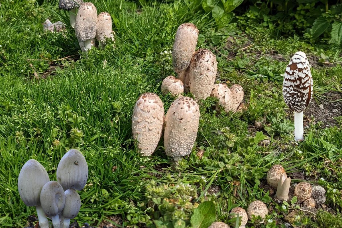 [Top 5] Shaggy Mane Mushroom Poisonous Look Alikes