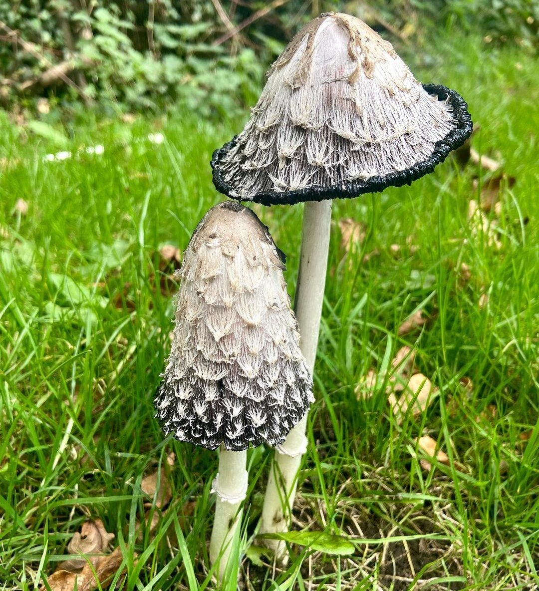 [Top 5] Shaggy Mane Mushroom Poisonous Look Alikes