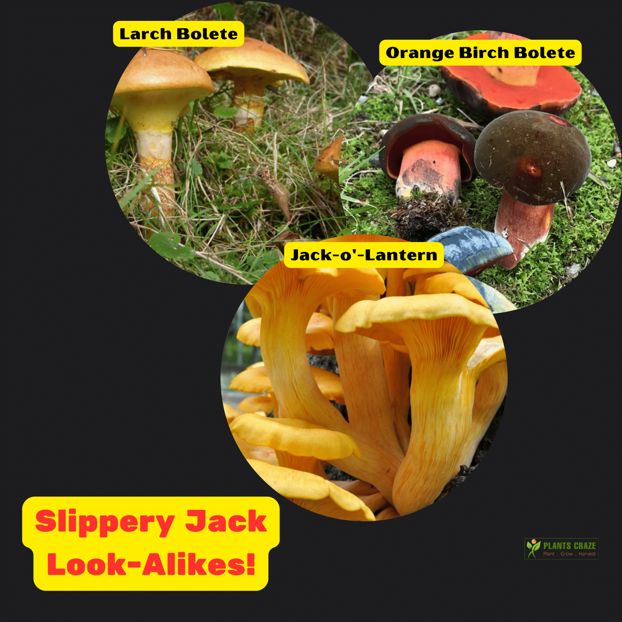 Image illustrates the Slippery Jack Look-Alike Mushrooms