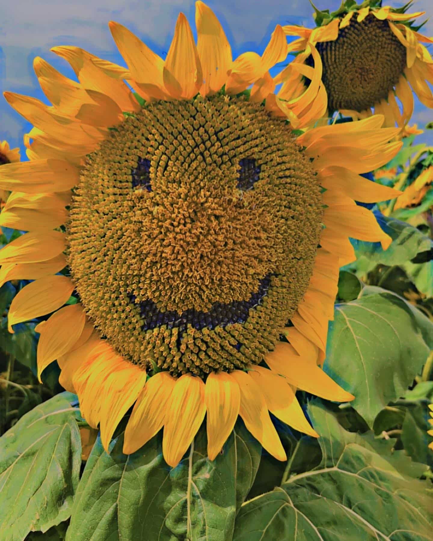 Smily sunflower