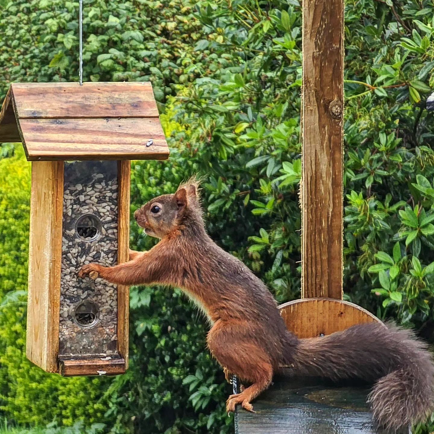 Squirrel going to eat seeds from feeder