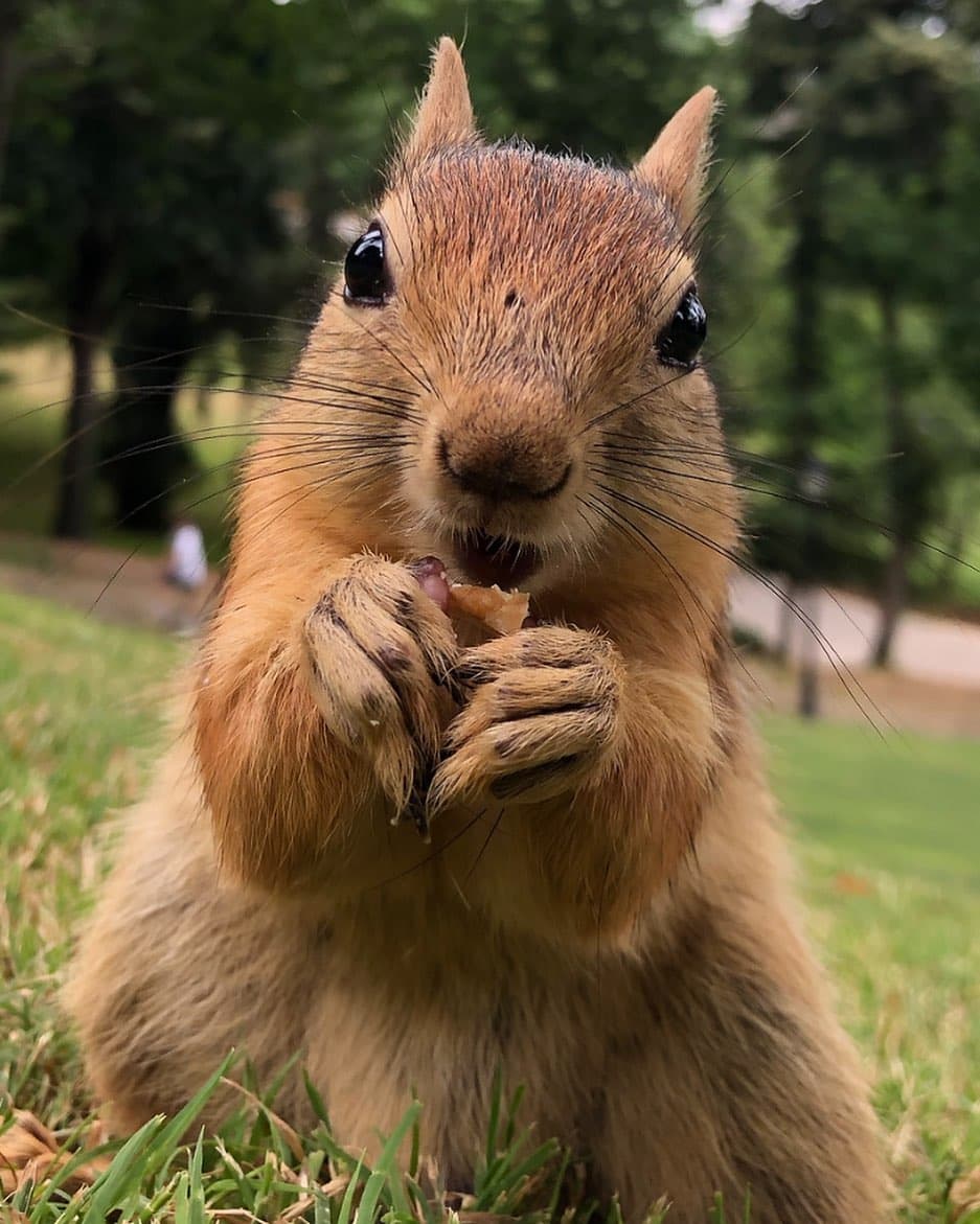 Squirrel eating fruits