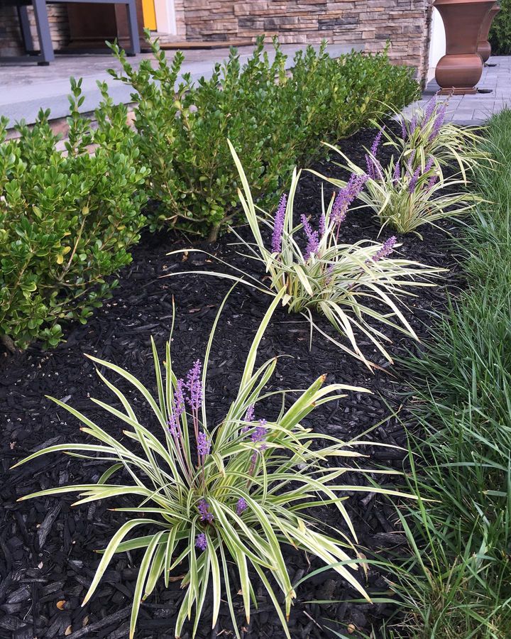 An image if a home garden with Variegated lily turf.