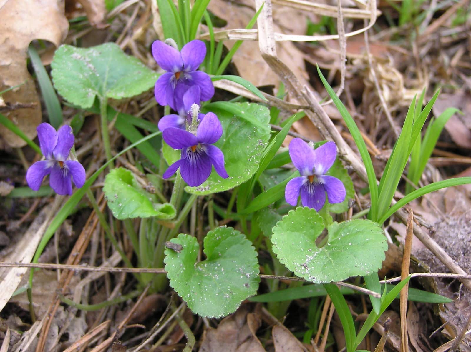 How To Deadhead Violas? [Tips & Tricks for Max Blooming]