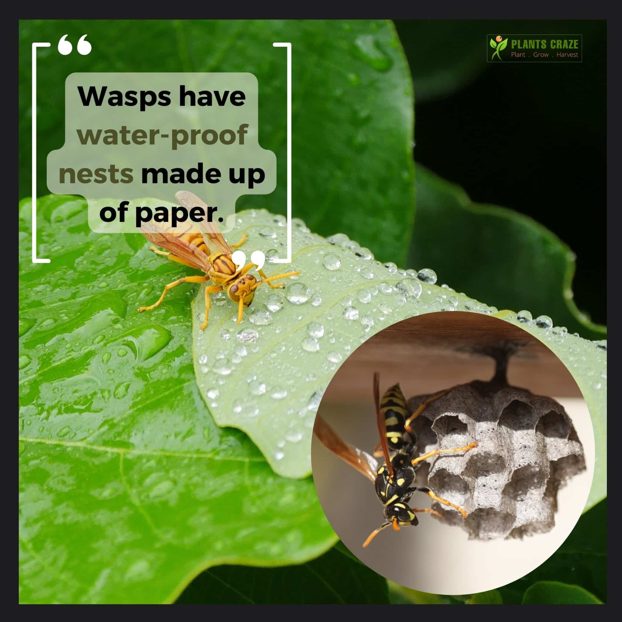 Image illustrates Wasp nesting behavior