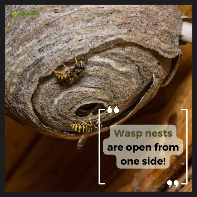 Do Wasps Fly In The Rain? Factors To Determine Wasps' Flight