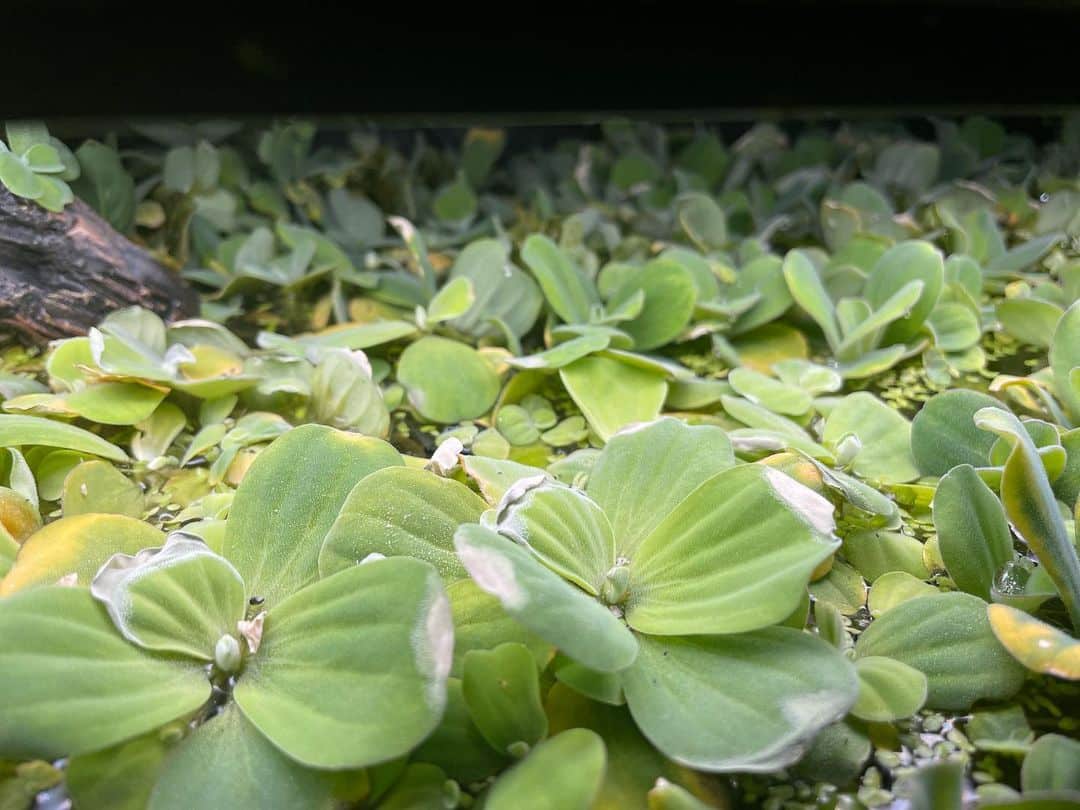 Water Lettuce Aquarium [101 Tips For A Tropical Aquascape]
