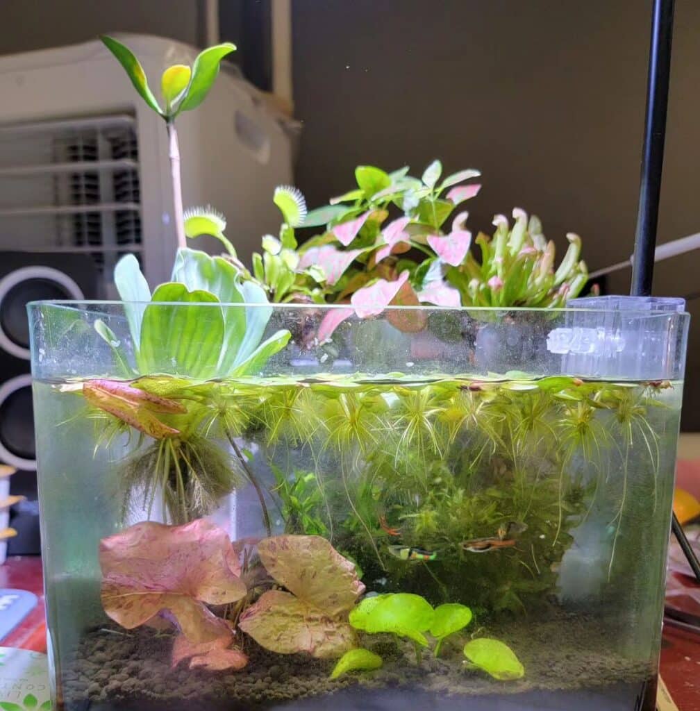 Water Lettuce Aquarium [101 Tips For A Tropical Aquascape]
