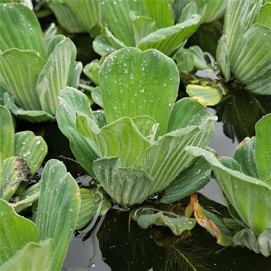 Image represents the waxy leaves of Water Lettuce