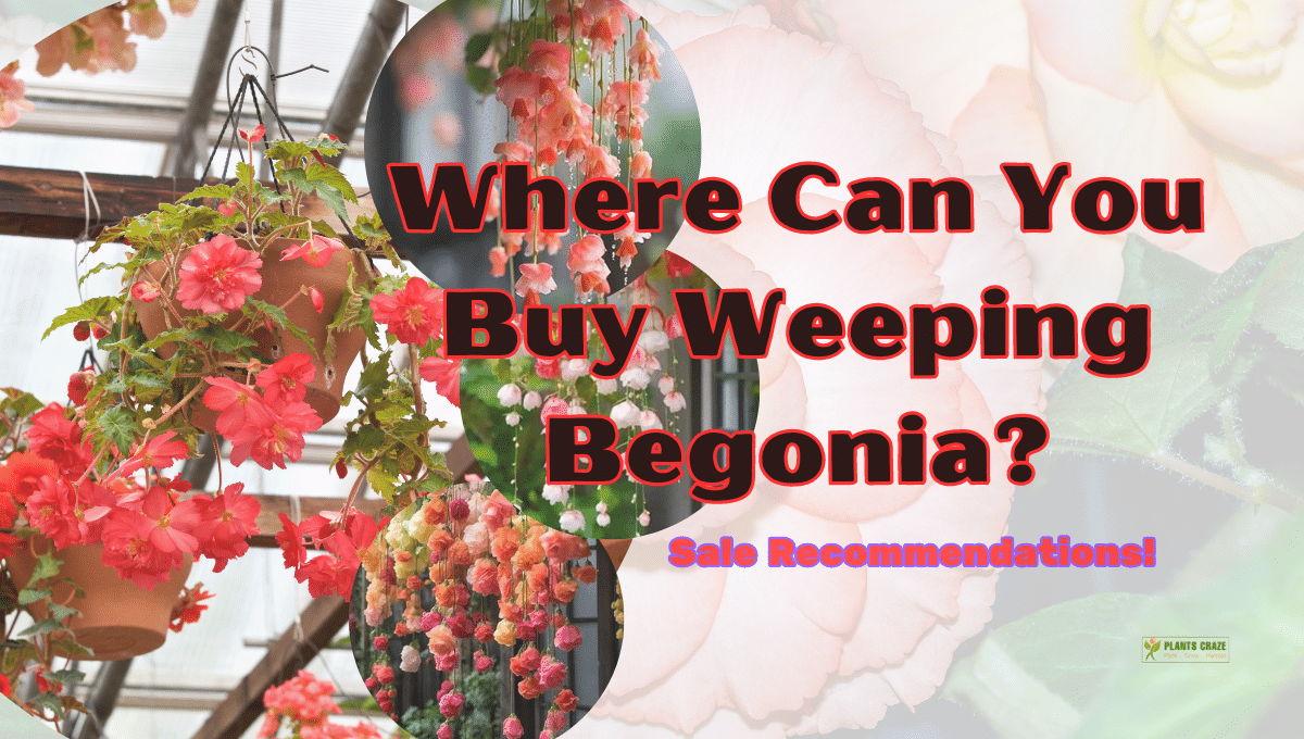 Weeping Begonia For Sale? [Buying Guide [currentyear]]