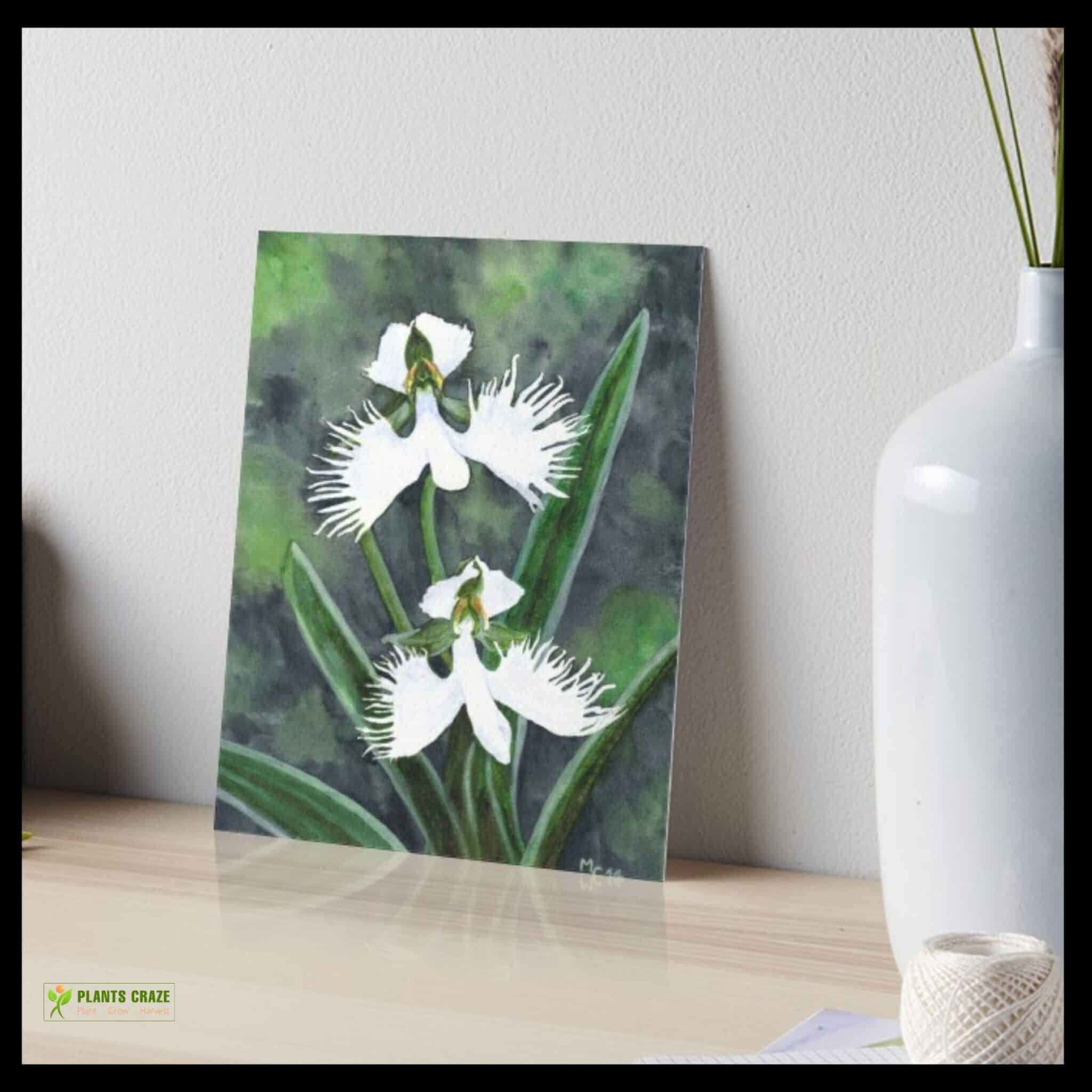 Image illustrates White Egret Orchid painting