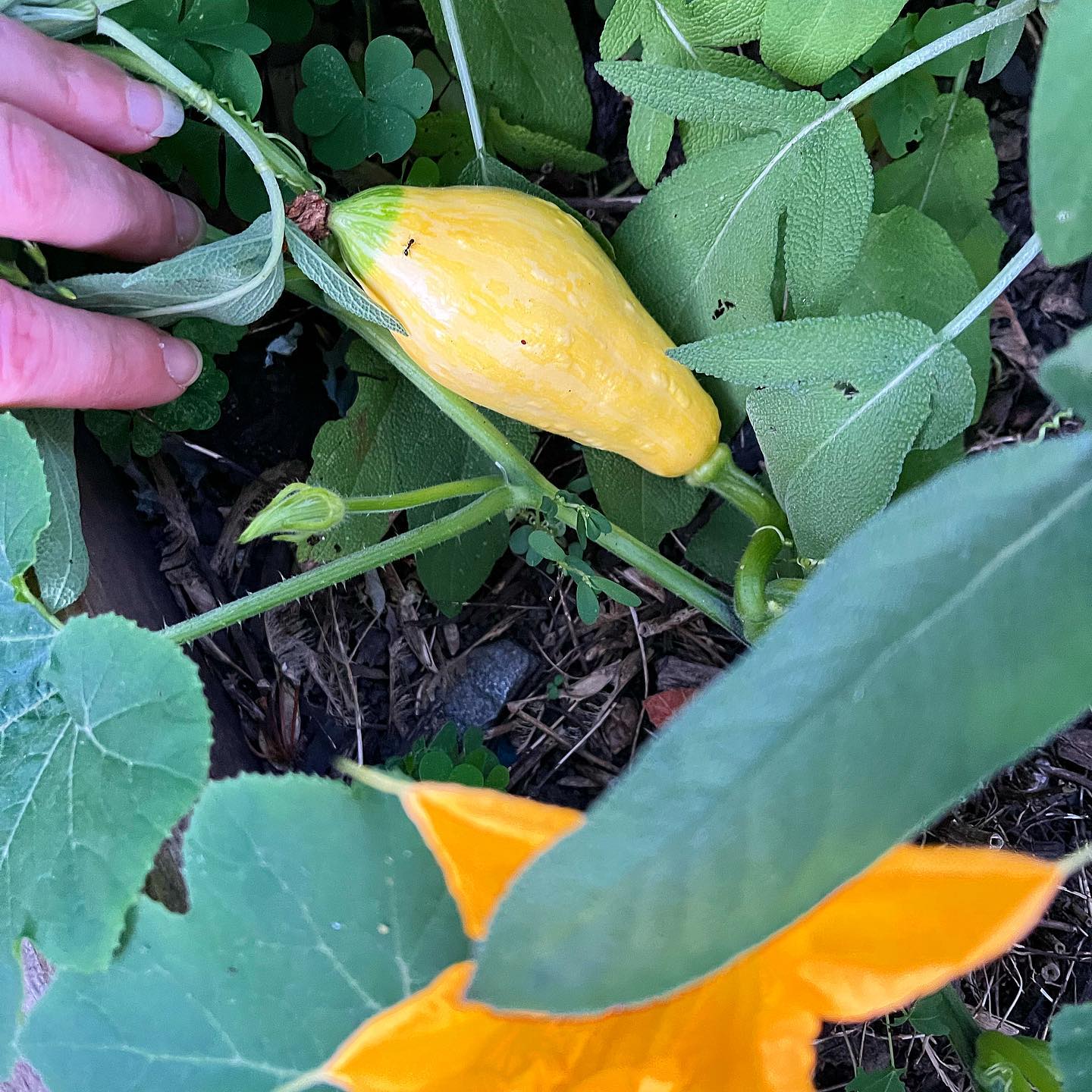 Yellow Colored toxic wild Zucchini