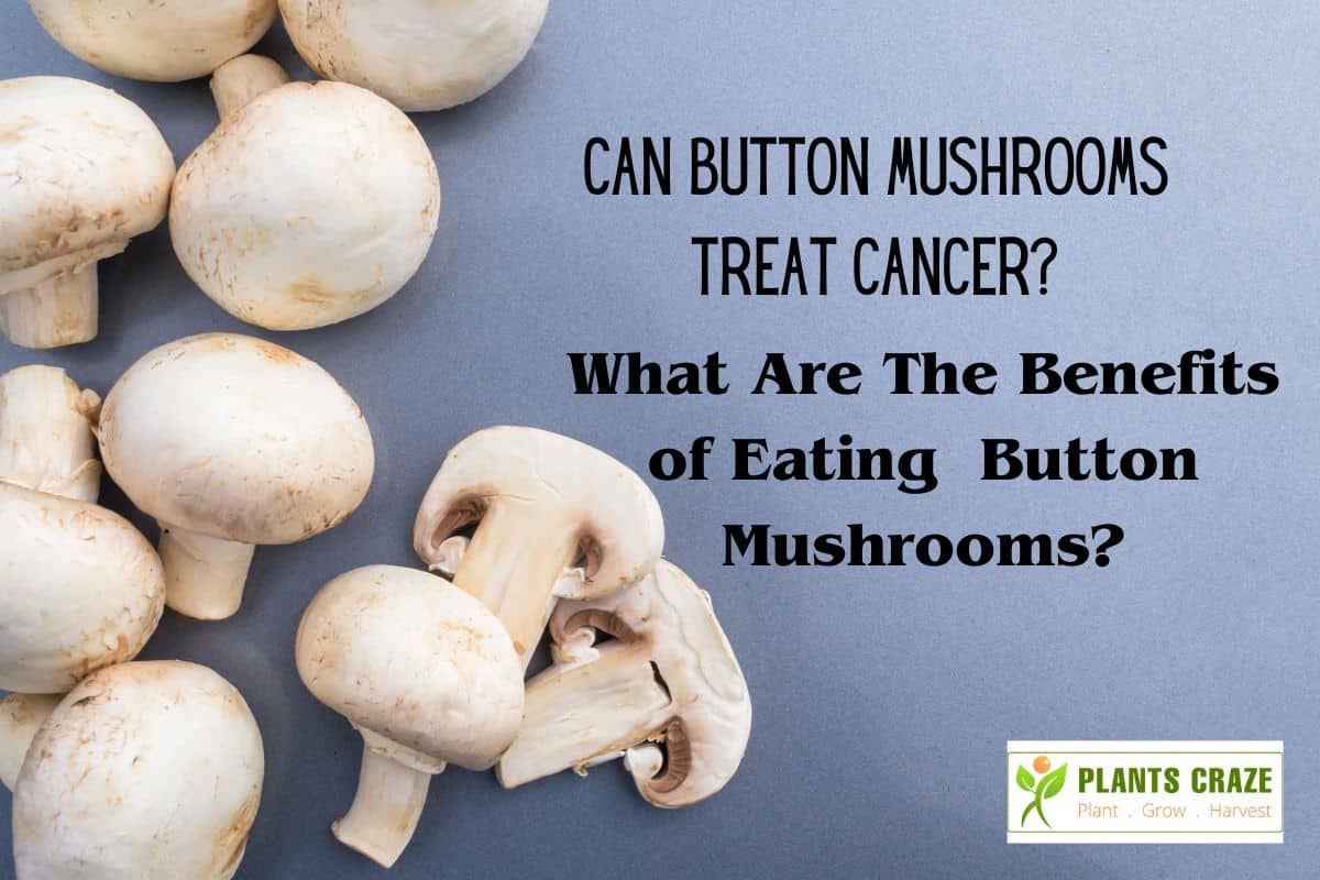 Can Button Mushrooms Treat Cancer? Let's Find out Benefits