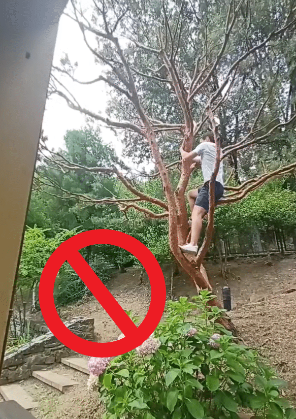 Illegal to climb a tree in Toronto