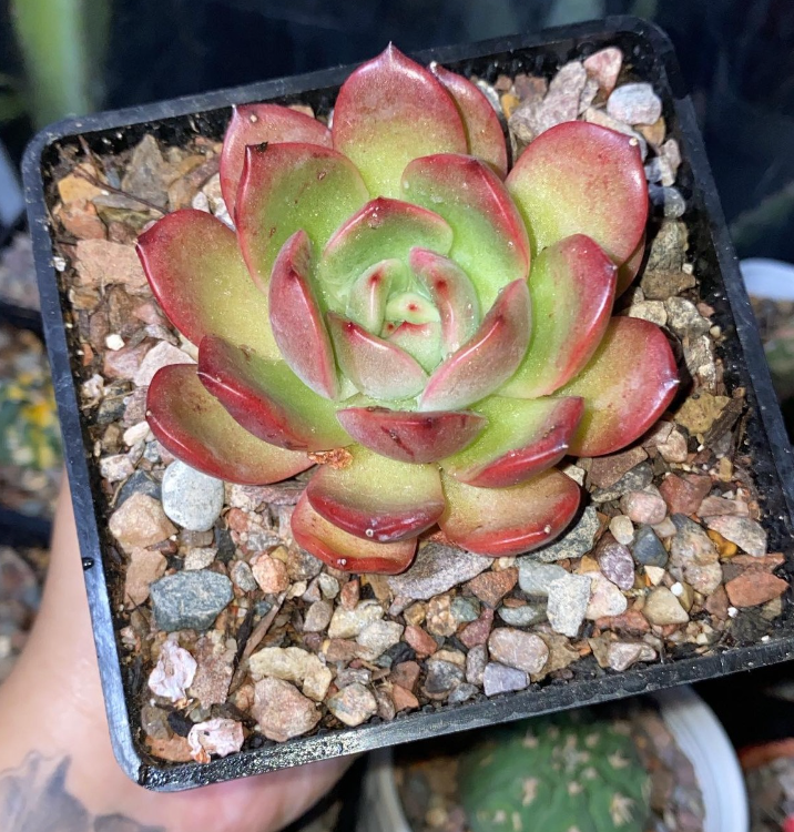 echeveria glam pink