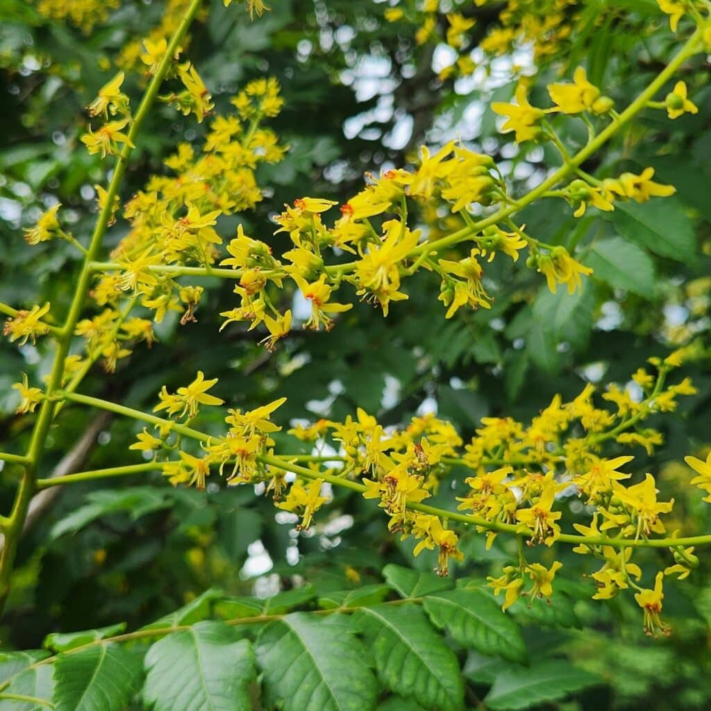 golden rain tree