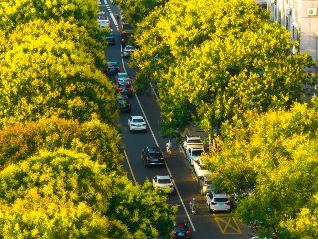 golden rain tree in florida