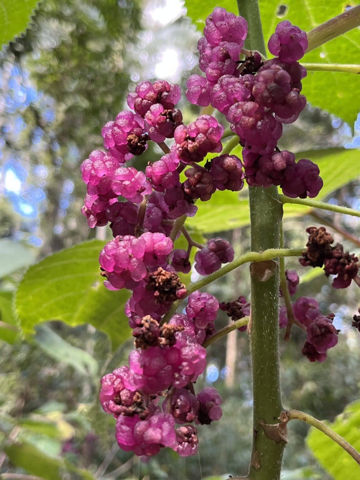 Harvesting & Growing Gympie Gympie Seeds How To Guide