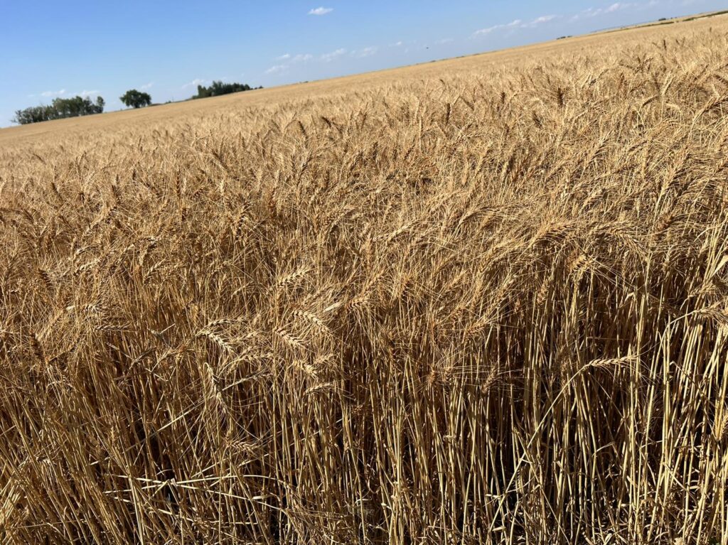 winter wheat seeds mature