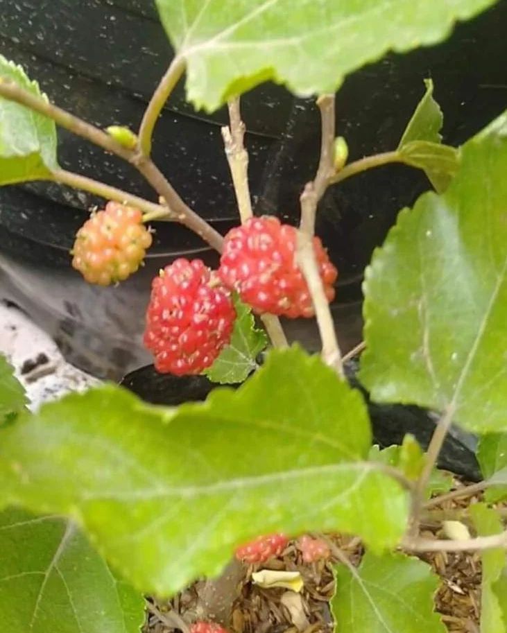 Mulberry plant with fruits