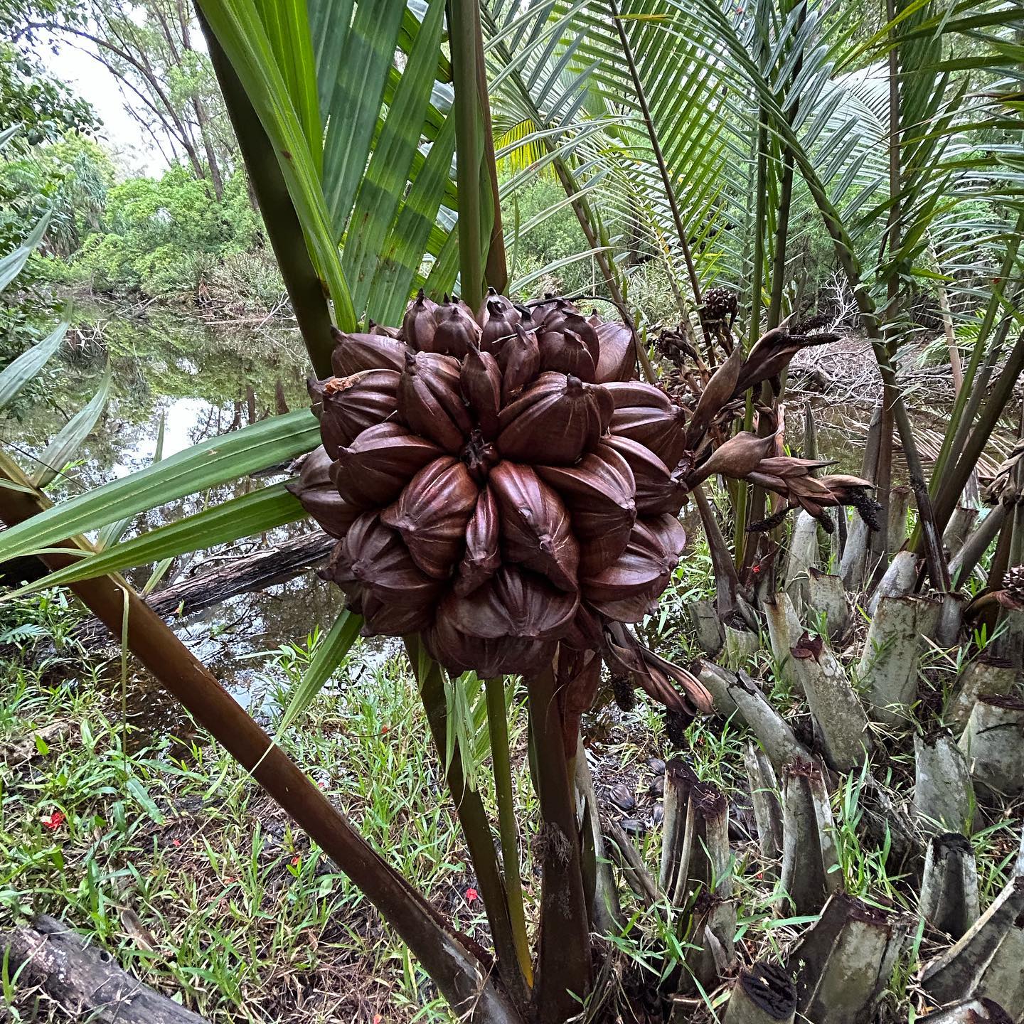 nipa-palm-fruit-wow-looking-palm-fruit-facts