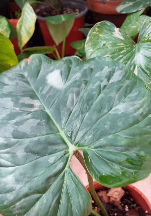 gloriosum variegated young leaf