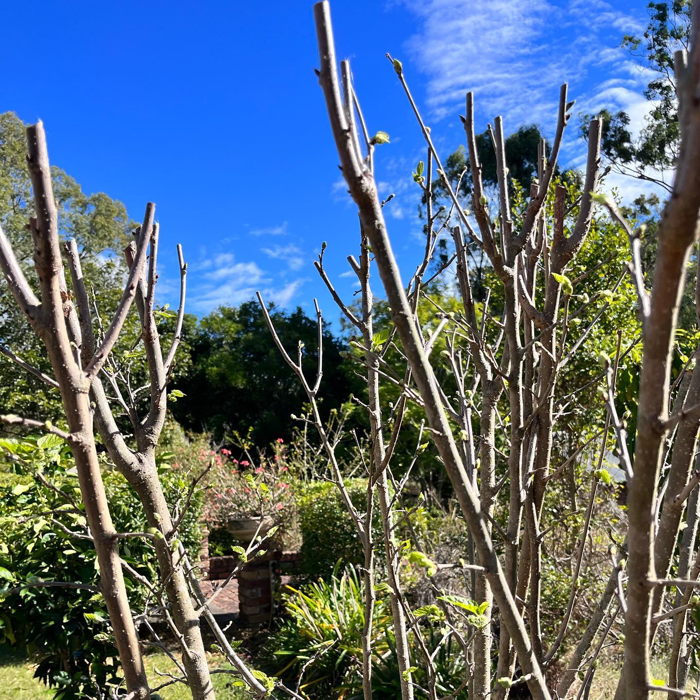 pruned mulberry plant