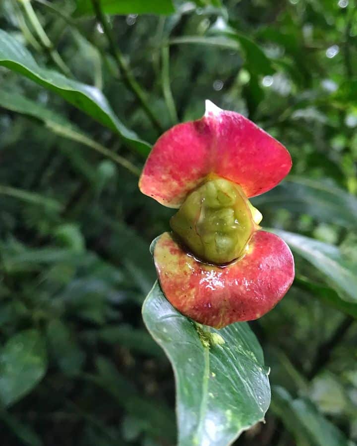 ripe Kiss Flower