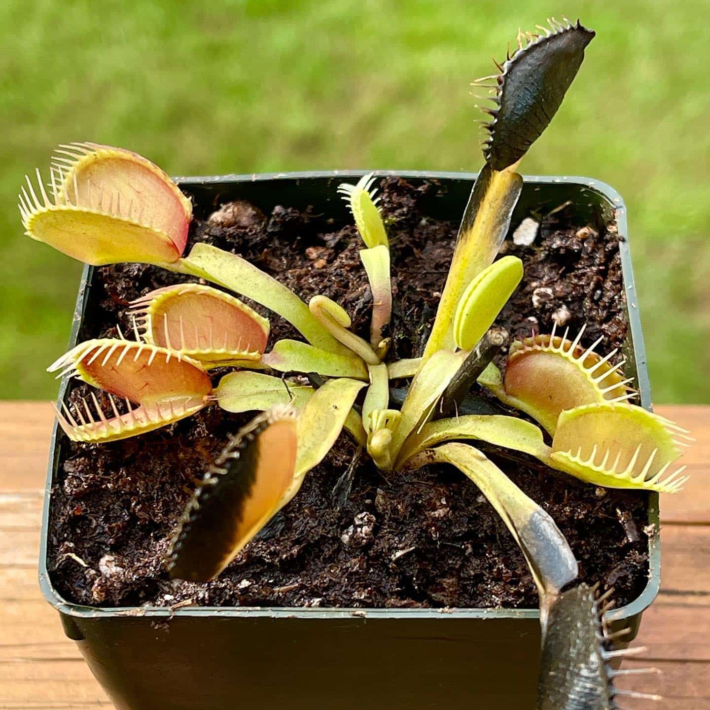 Venus Fly Trap changing into black color