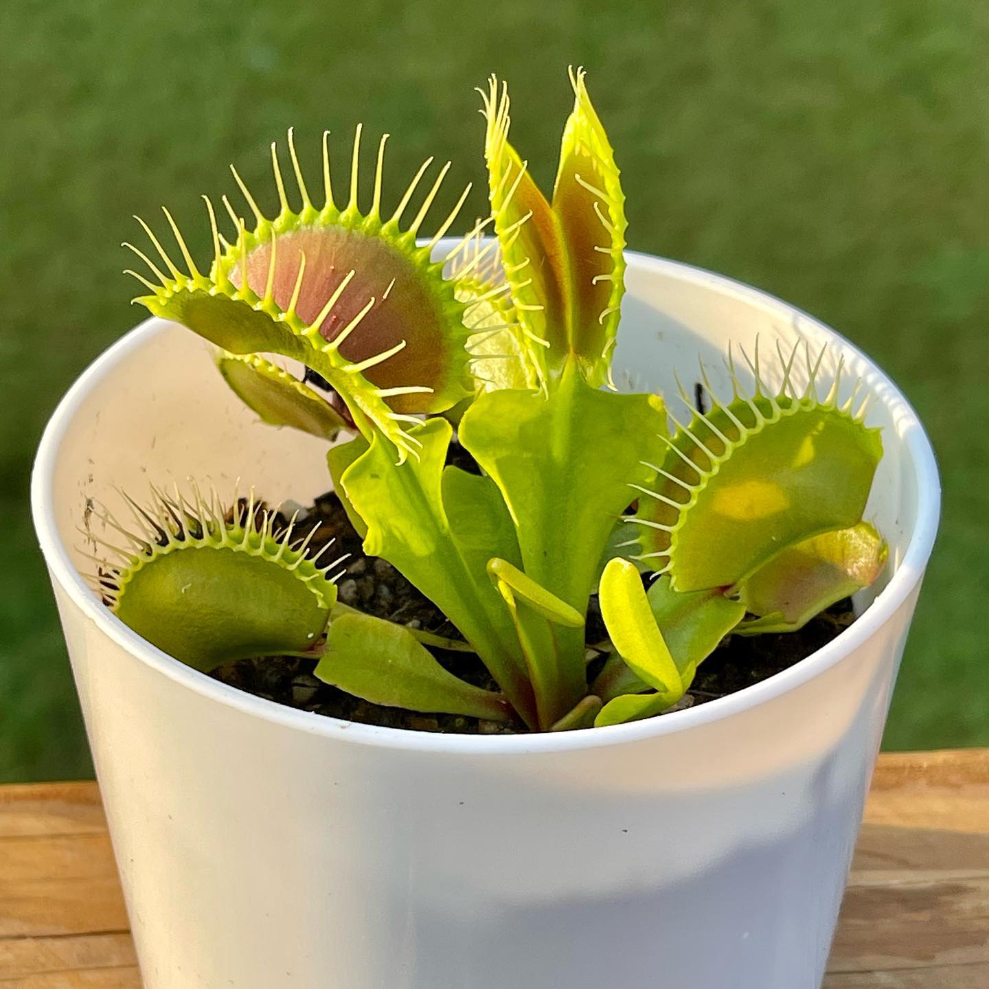 Red and green colored Venus Fly trap