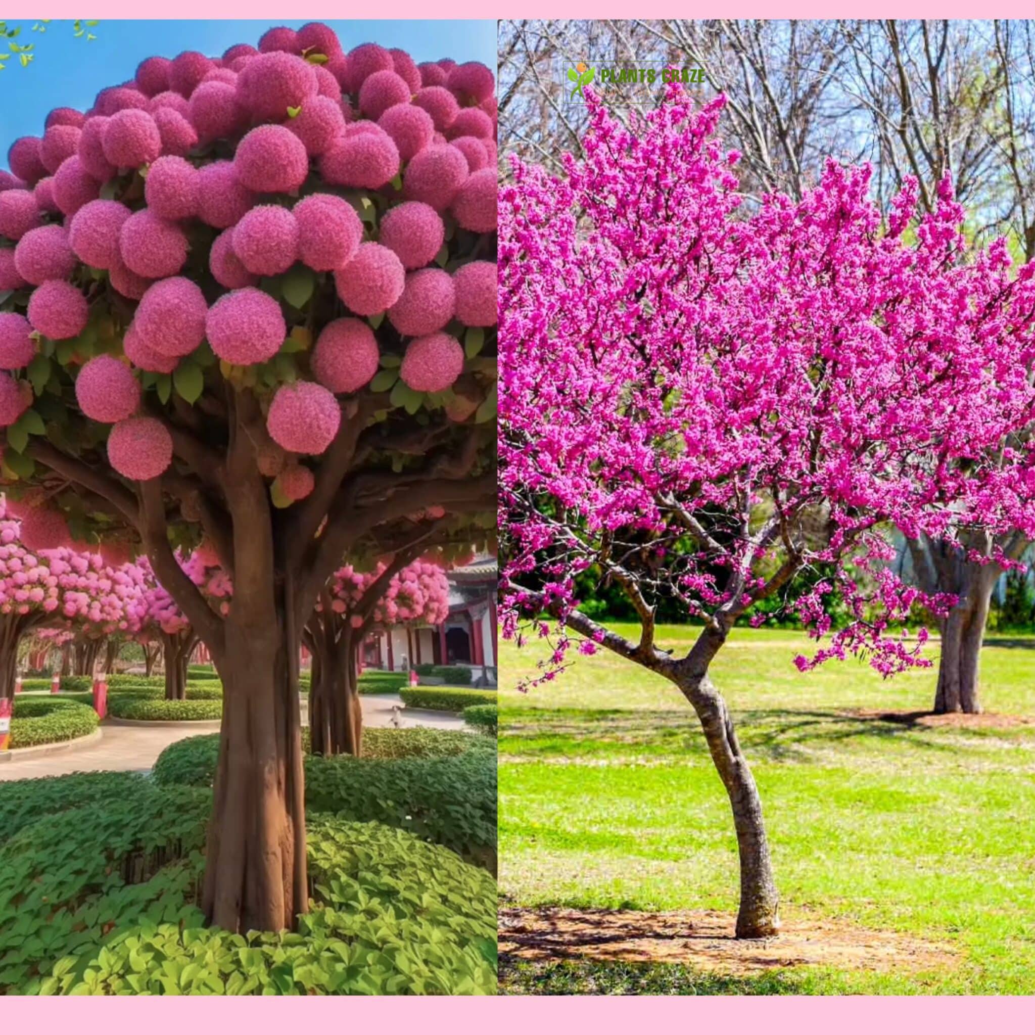 Sebaceous puffy pink trees' comparison