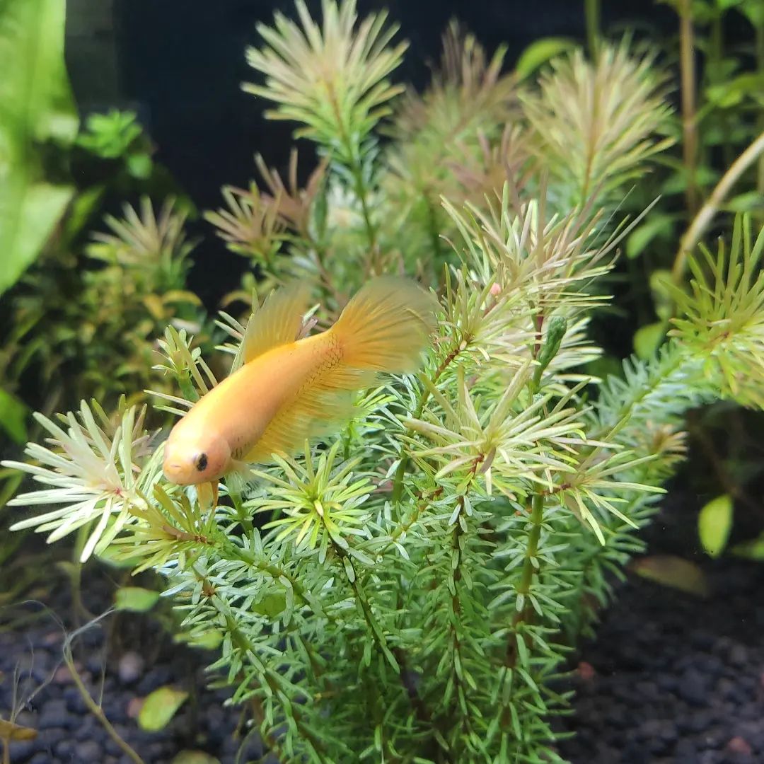 Fishes eating plants in aquariums