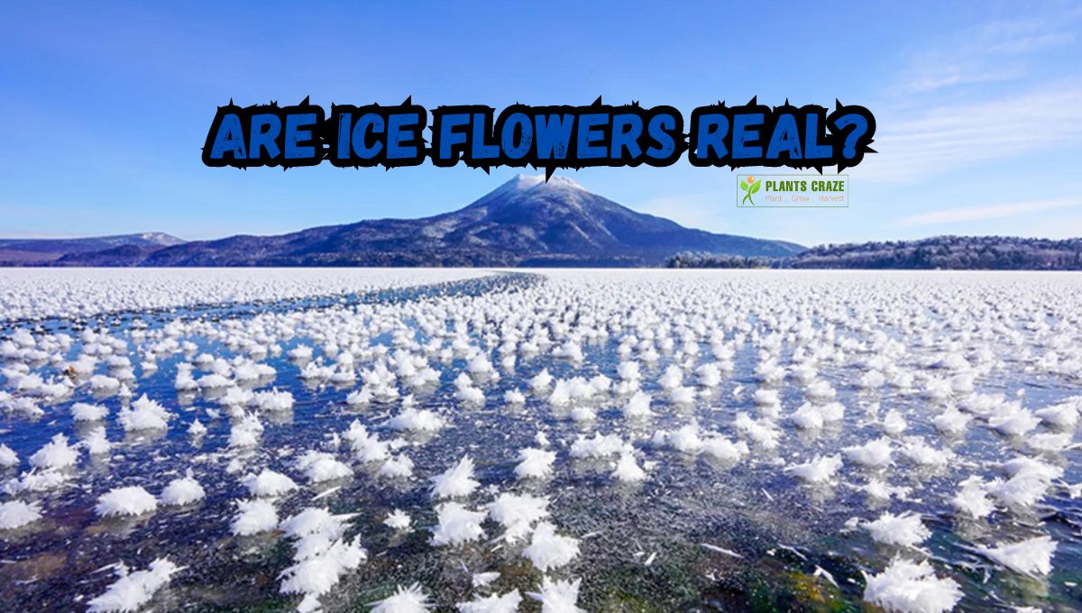 Ice flowers in antarctica are they real 