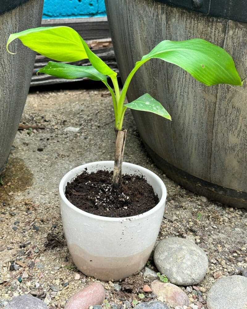 Can You Grow A Banana Tree From A Banana? Answered!