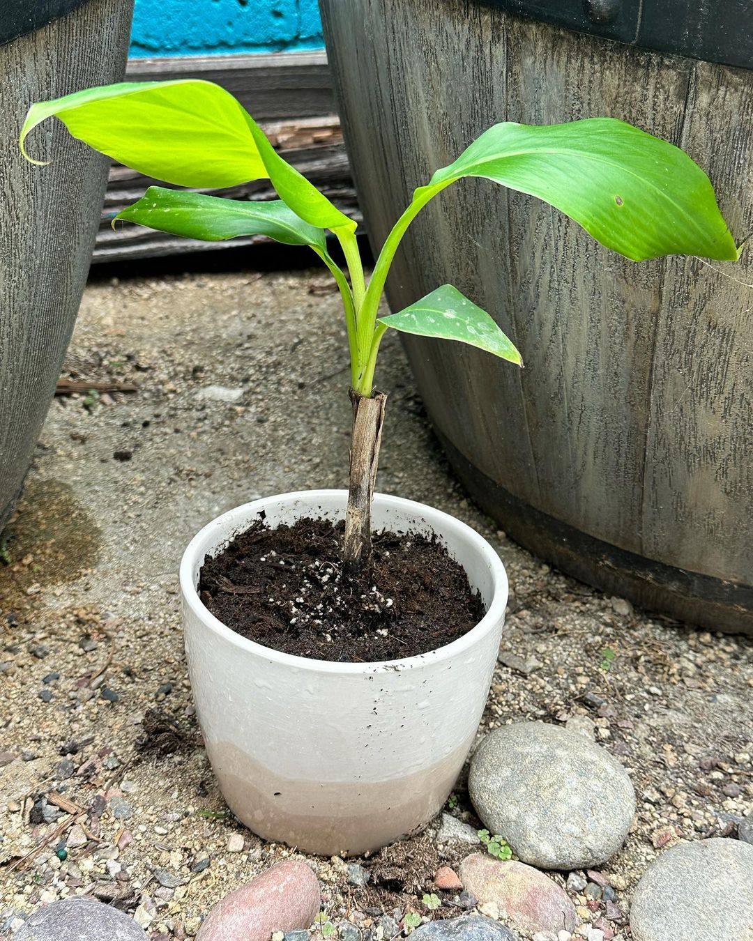 Banana tree growing in a pot