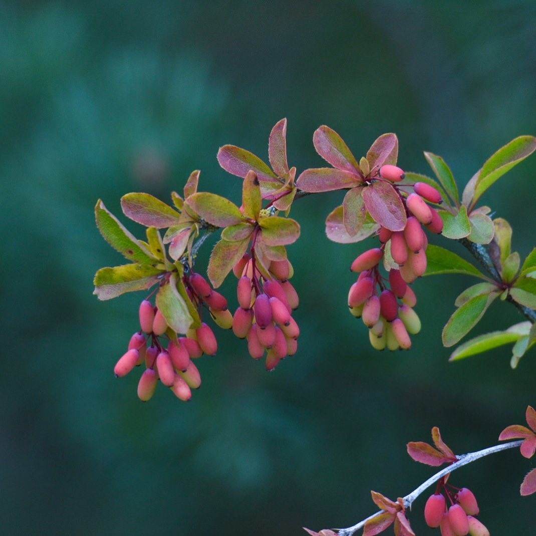 Barberry plant