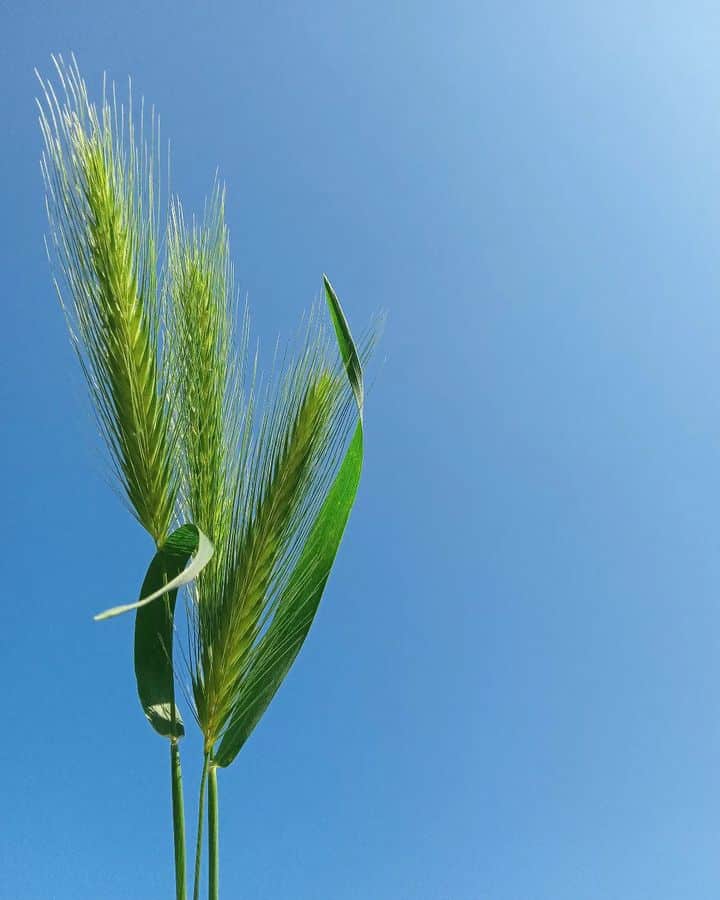 Barley with seeds