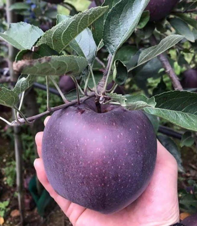 Black Diamond Apples