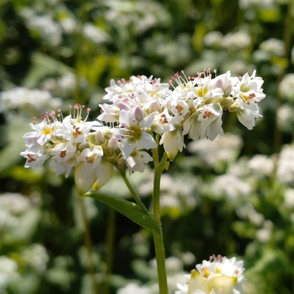 Buckwheat Flower Meaning You Need To Know