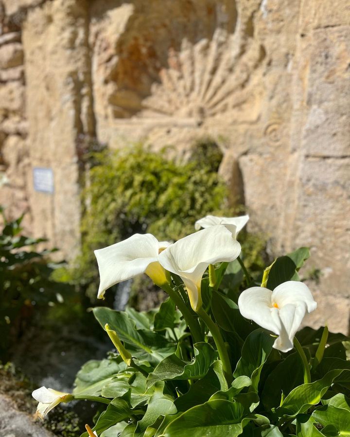 Calla Lily flower