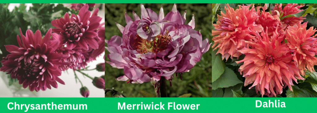 merriwick flower lookalikes