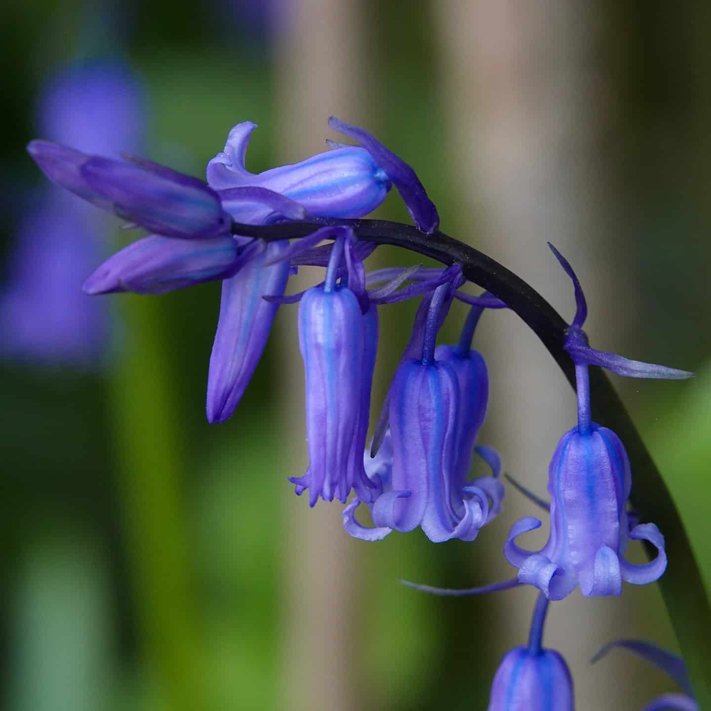 Common Bluebell