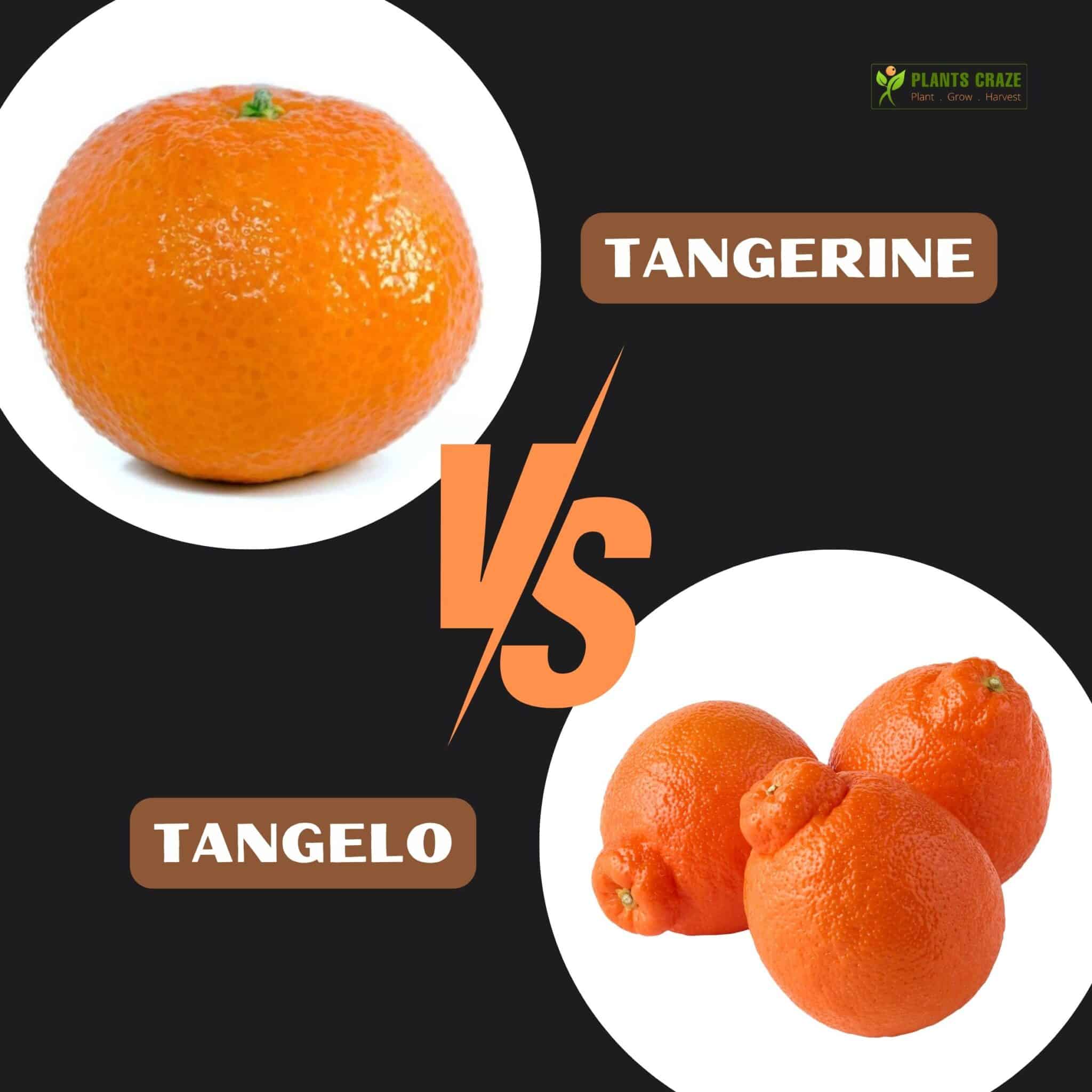 Image illustrates Tangerine and Tangelo differences