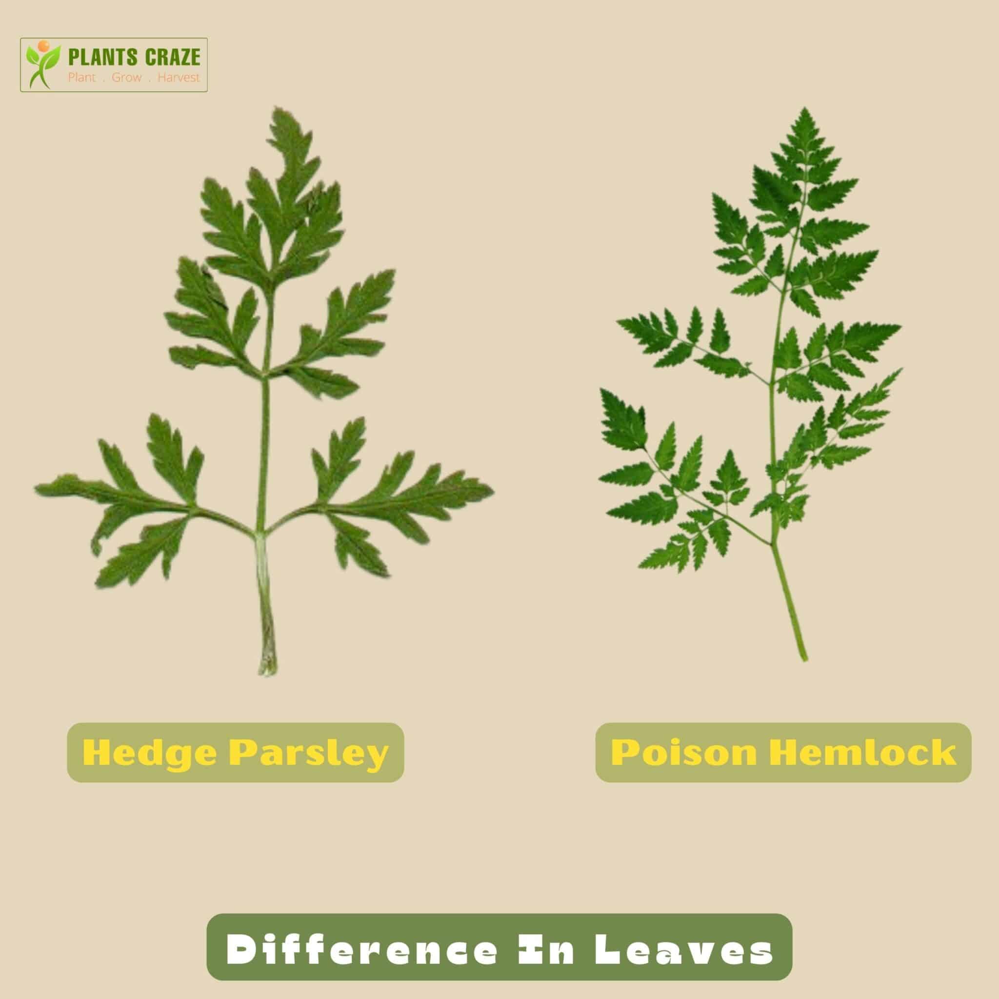 Image illustrates the leaves of Hedge Parsley Vs Hemlock