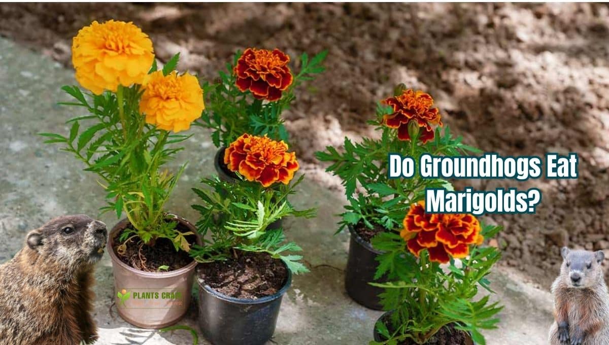 Do Groundhogs Eat Marigolds? [How To Keep Them Away]